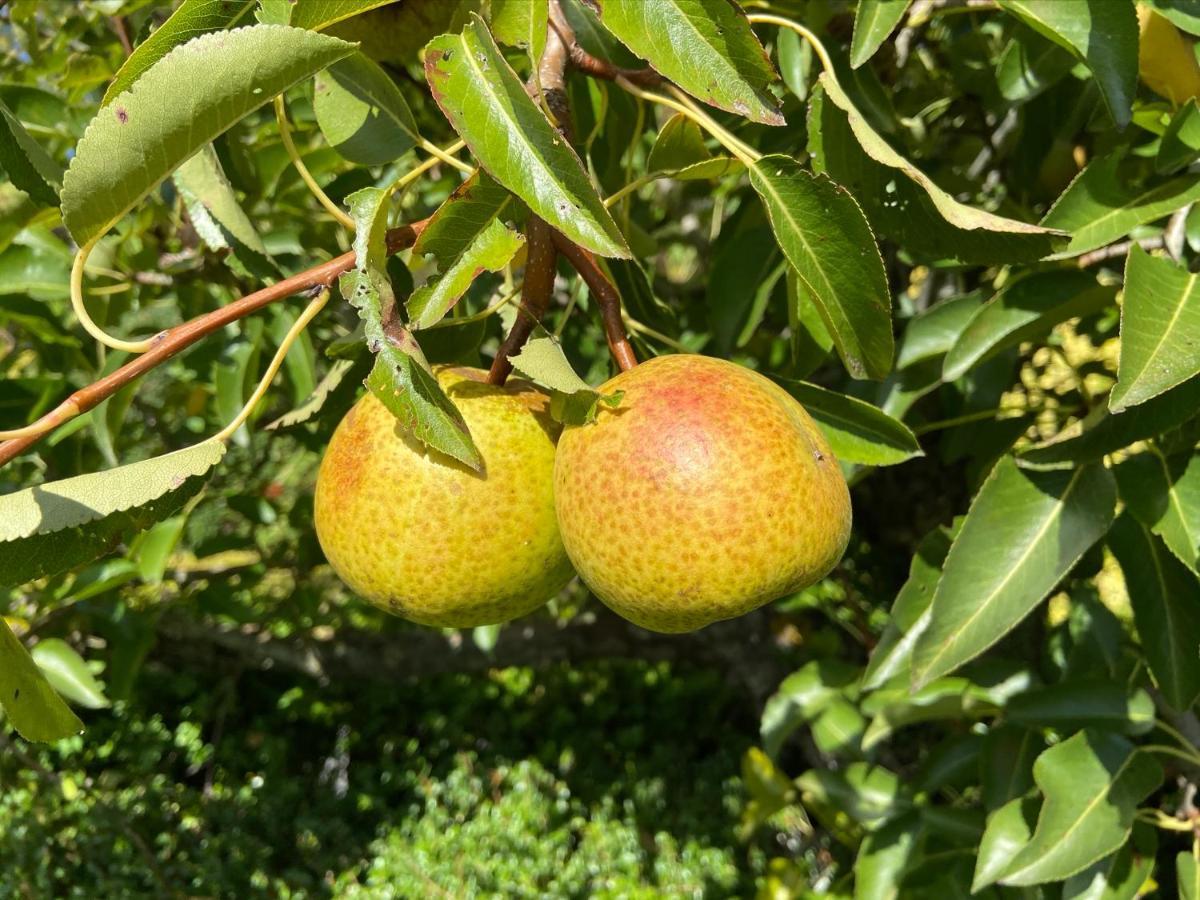 Gastenverblijf 'T Landsheertje Veurne Dış mekan fotoğraf